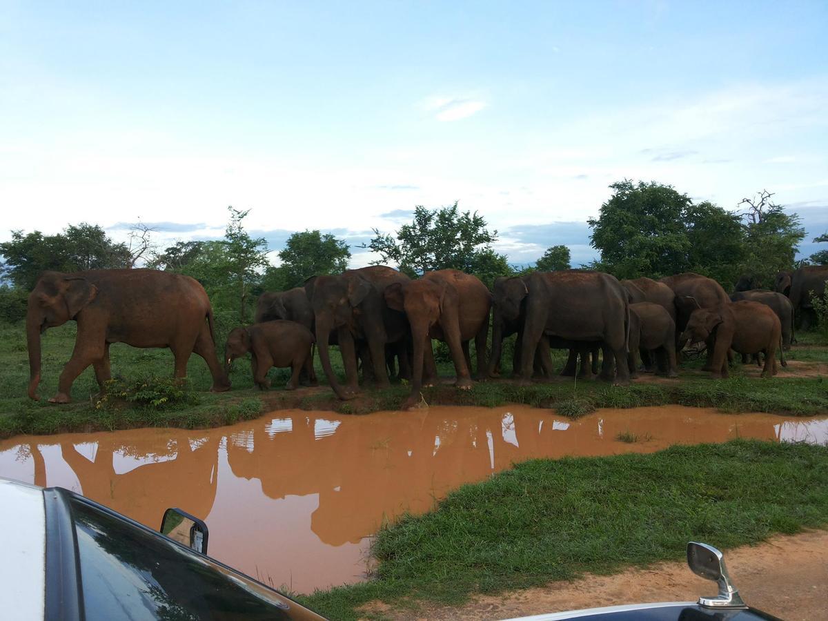 Elephant Park Family Bungalow Udawalawe Exteriör bild